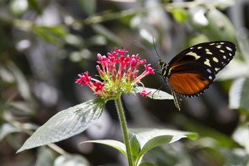 Farfalla variopinta che sugge il nettare del fiore