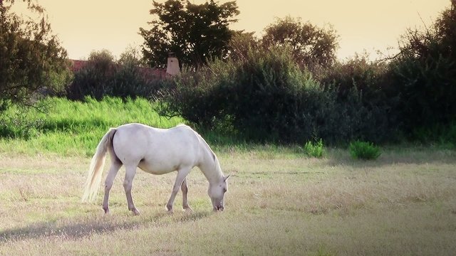 camargue, cavallo bianco