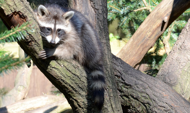 Waschb&auml;r1