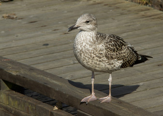 Young herring gull