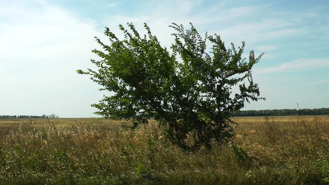 Windy alone tree in rural field. HD video.