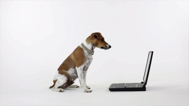 Dog Reading The Laptop