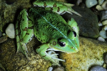 grüner frosch bei mondschein I