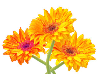 gerber flowers isolated on white background