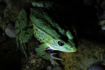 grüner frosch bei mondschein II