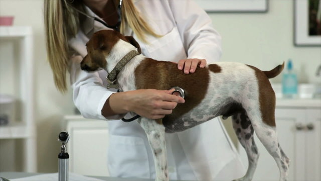 Veterinarian checks Jack-Rat Terrier dog's heart rate.