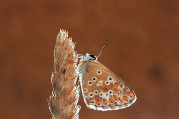 Mariposa en espiga, polyommatus amandus