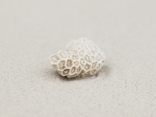 Coral on beach