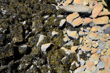 Vancouver: Harbour seaweed