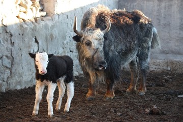 yak