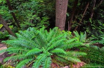 Vancouver: Fern