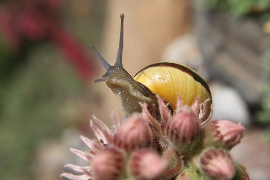 Schnecke auf Blumen mit hocherhobenen F&uuml;hlern