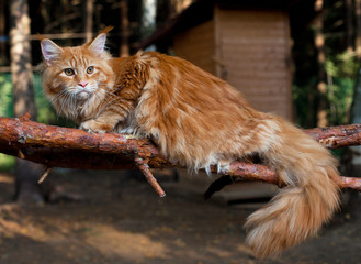 Cat Maine Coon in a tree - obrazy, fototapety, plakaty