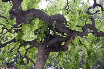 Ancient curly tree
