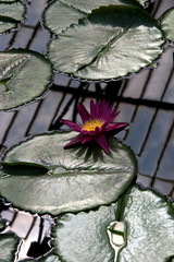 Water Lily