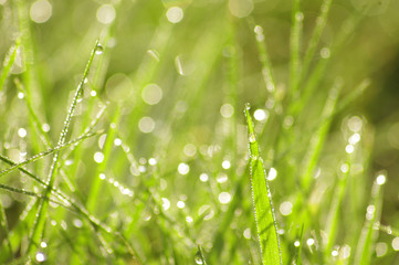 Green grass in a dew