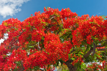 flamboyant fleuri, delonix regia © Unclesam