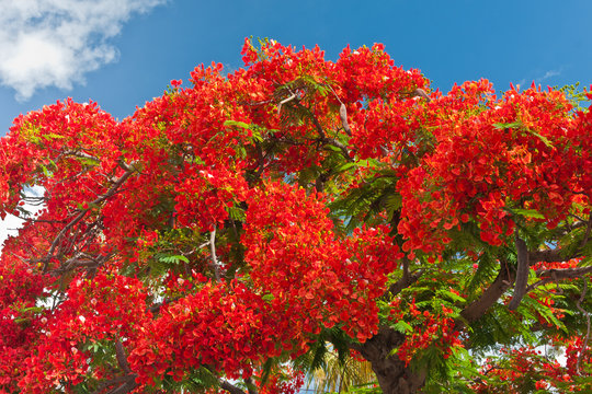 flamboyant fleuri, delonix regia