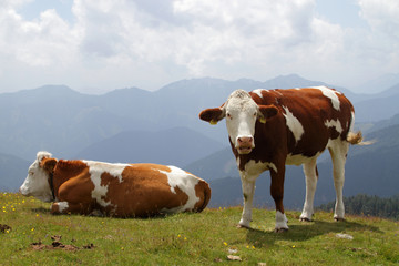 Fototapeta na wymiar cow on pasture