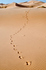 Morocco, Merzouga, footprints on the dunes of the desert