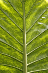 Alocasia calodora