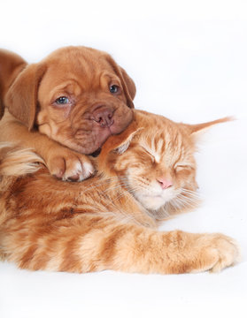 Cat and pup