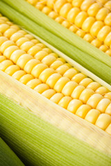 Corn background