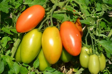 Reifende Tomaten