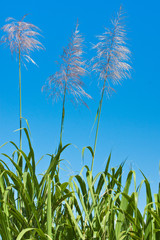 fleur de canne à sucre