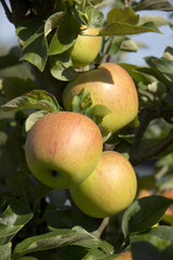 &Auml;pfel am Baum