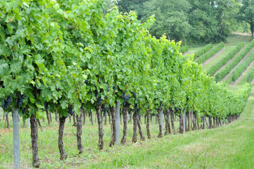 Fototapeta na wymiar Bordeaux winnice