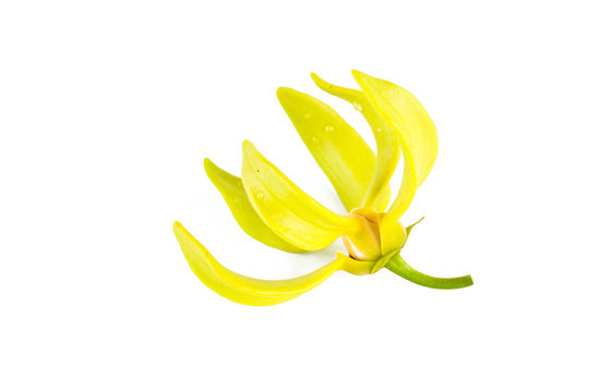 Ylang-Ylang flower on isolate background.