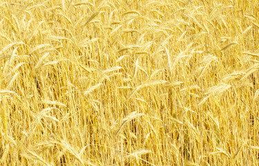 rye