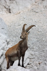 Alpensteinbock (Capra ibex) , Julische Alpen, Slowenien
