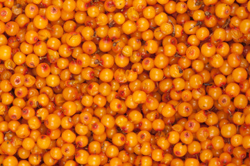 sea-buckthorn