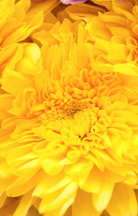 chrysanthemum