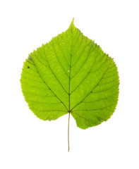 Fototapeta premium leaf