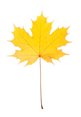 maple leaf