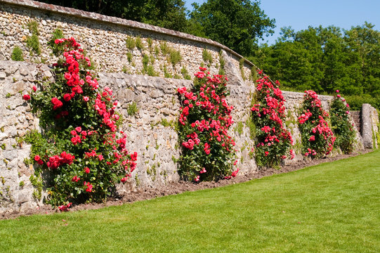 Hedge Wall Roses Images – Browse 725 Stock Photos, Vectors, and Video |  Adobe Stock