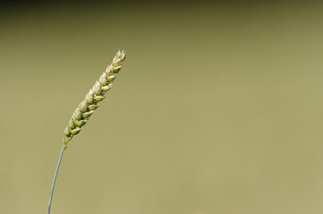 Weizen, Wheat, Triticum