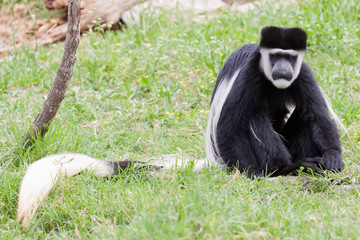 Monkey
