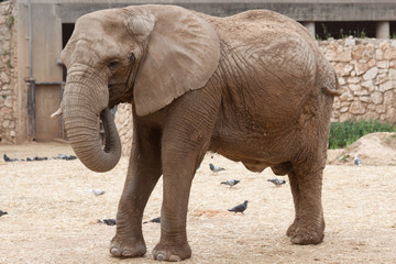 Portrait of elephant