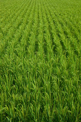 farm[paddy_field]_38