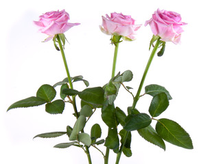 Three pink rosa, isolated on white