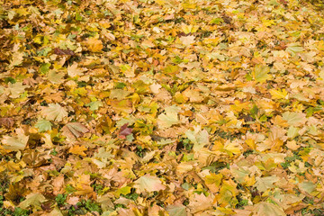 A carpet of autumn maple leaves