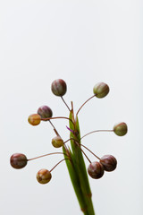 flower[annual_blue-eyed_grass]seed_007
