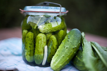 pickled cucumber  / ogórki kiszone lib małosolne - obrazy, fototapety, plakaty