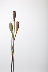 flower[com_poppy]seed_001