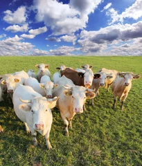 Photo sur Plexiglas Vache Vaches avec beau fond de ciel