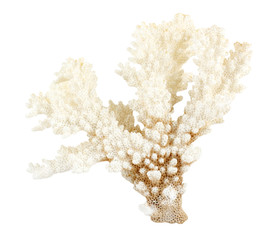 sea coral